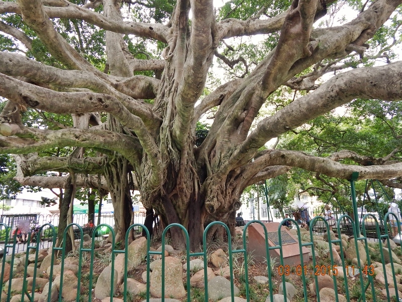 Florianópolis - Dez 2014 (79) (800x600)