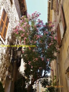 Outra rua de Biot. As ruas das cidades provençais me fizeram gastar dezenas de baterias de máquina fotográfica. Para quem gosta do babado, uma bateria não dá conta do recado.