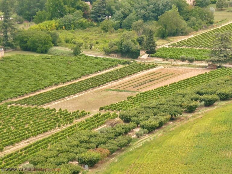 Plantações de uvas e cerejas em Ménerbes.