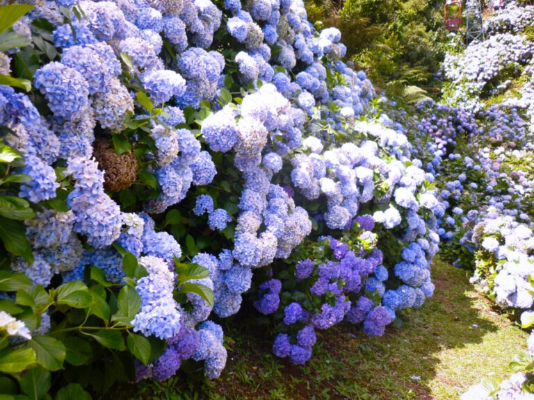 Muitas hortênsias.
