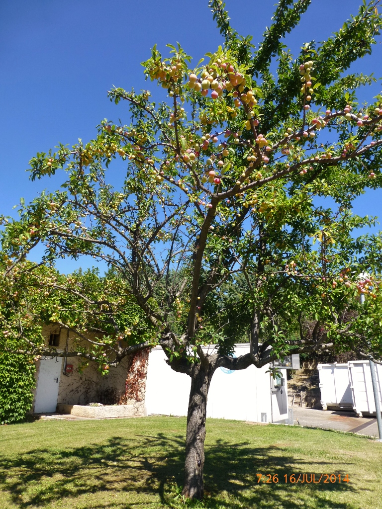 Os atraentes pés de damasco nos jardins da fábrica de chocolates.
