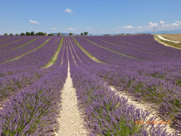 Idéia do que seja um campo de lavandas.