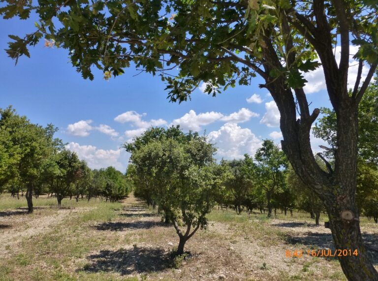 Foto de Plantação de Azinheira.