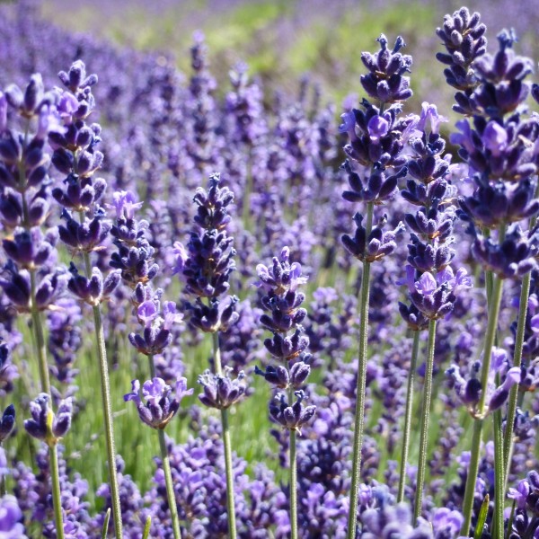 www38.flor.be/eauxfloralespures/925-hydrolat-de-lavande-aspic-html.