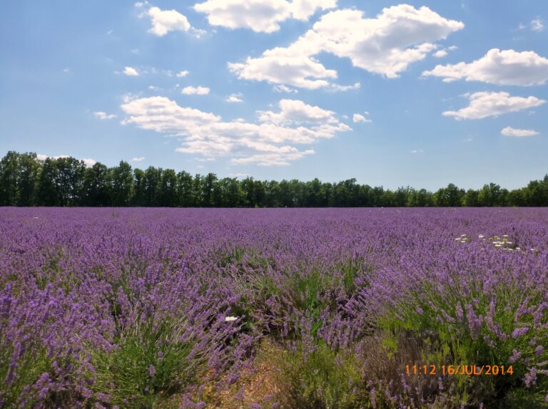 Lavangas no Plateau de Valensole.