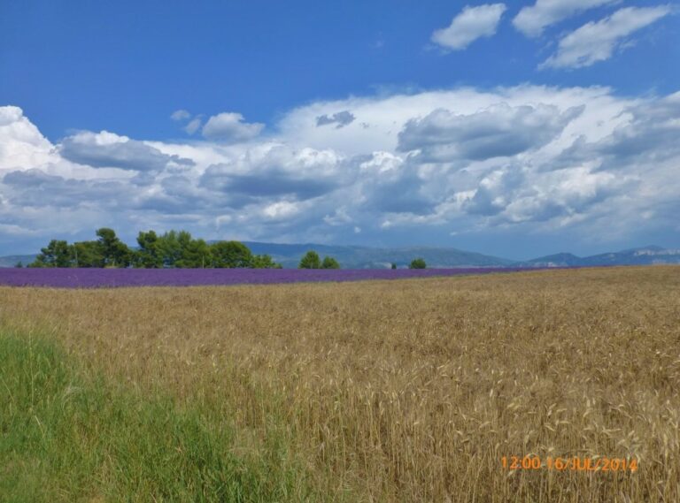 Três oceanos a perder de vista: o céu, e os campos de lavanda e trigo.
