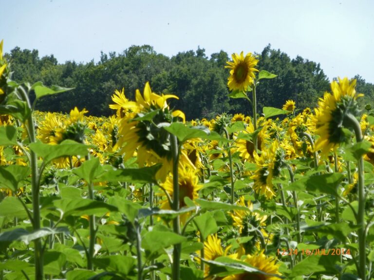 Fotos de girassóis nos campos de Valensole.