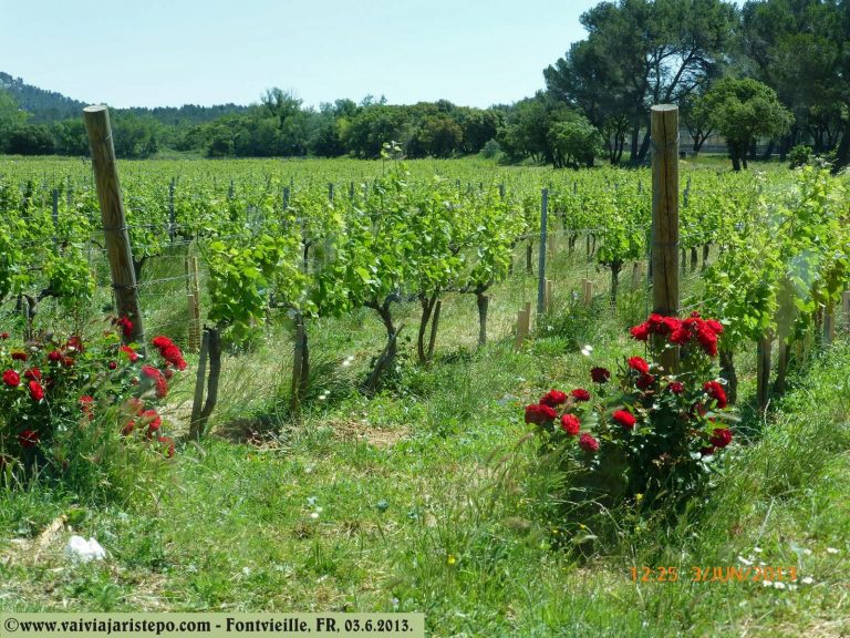 Nesta foto vê-se com clareza como são plantadas as roseiras que servem de isca para insetos que costumam atacar também o parreiral.