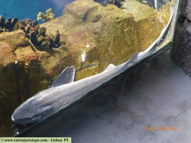 O oceanário ocupa uma área de 20.000 m² e comporta 7.500.000 litros de água distribuídos em mais de 30 aquários de diferentes tamanhos.