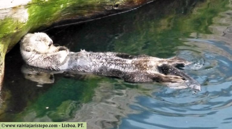 O relaxamento da lontra.