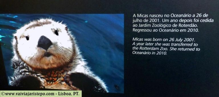 Não vimos o Eusébio, pai da Maré e da Micas, e nem o Milênio, o único menino dos filhotes.