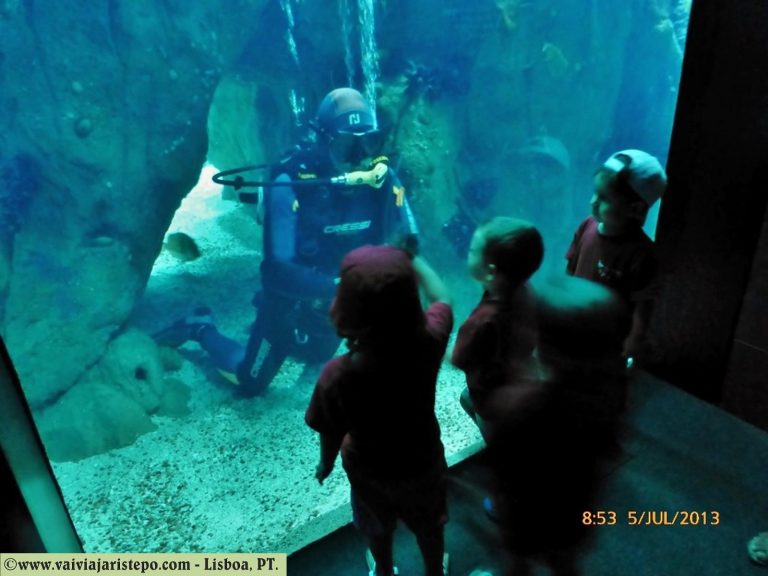 No aquário central convivem animais de grande e pequeno portes tais como tubarões, peixe-lua, atuns, arraias e peixes tropicais menores em um volume de água de 5.000.000 de litros.