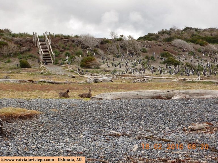 Isla Martillo