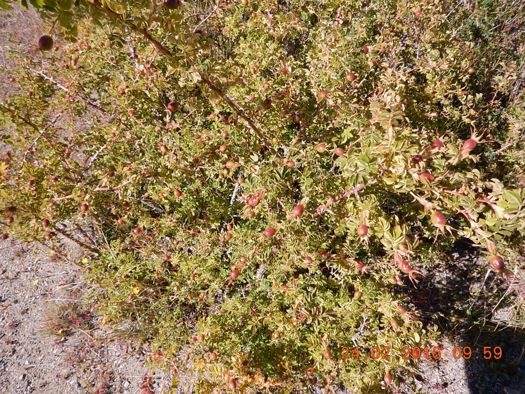 Um pé de calafate - uma frutinha que nasce em arbusto extremamente espinhento. Um pé de calafate - uma frutinha que nasce em arbusto extremamente espinhento.
