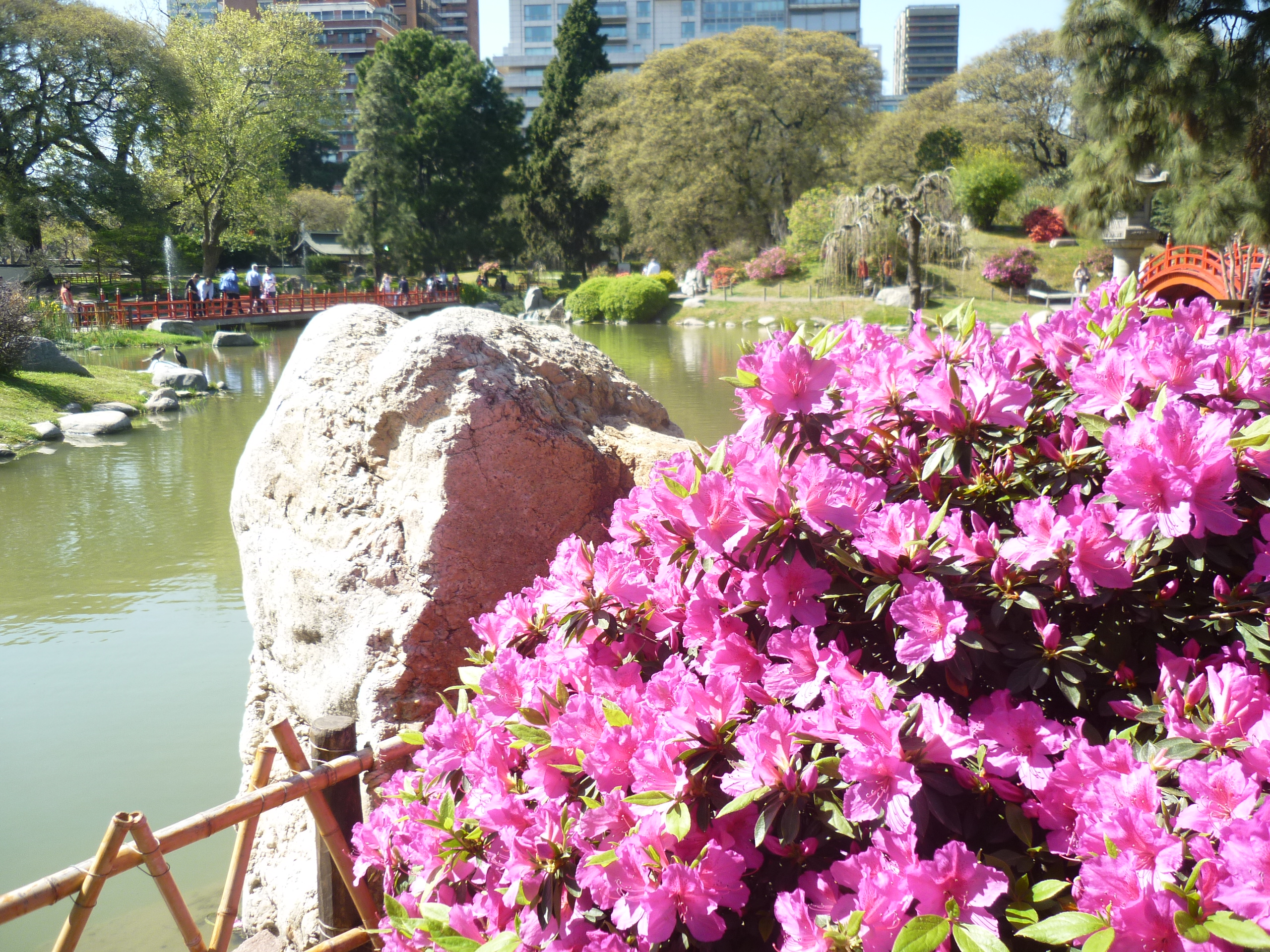 Azaléas tão cultivadas e valorizadas no Brasil, são originárias da China e do Japão. São elas, aliadas às orquídeas, que colorem o jardim.