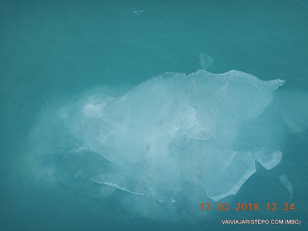 Ói ele aqui, boiando no Lago Argentino.