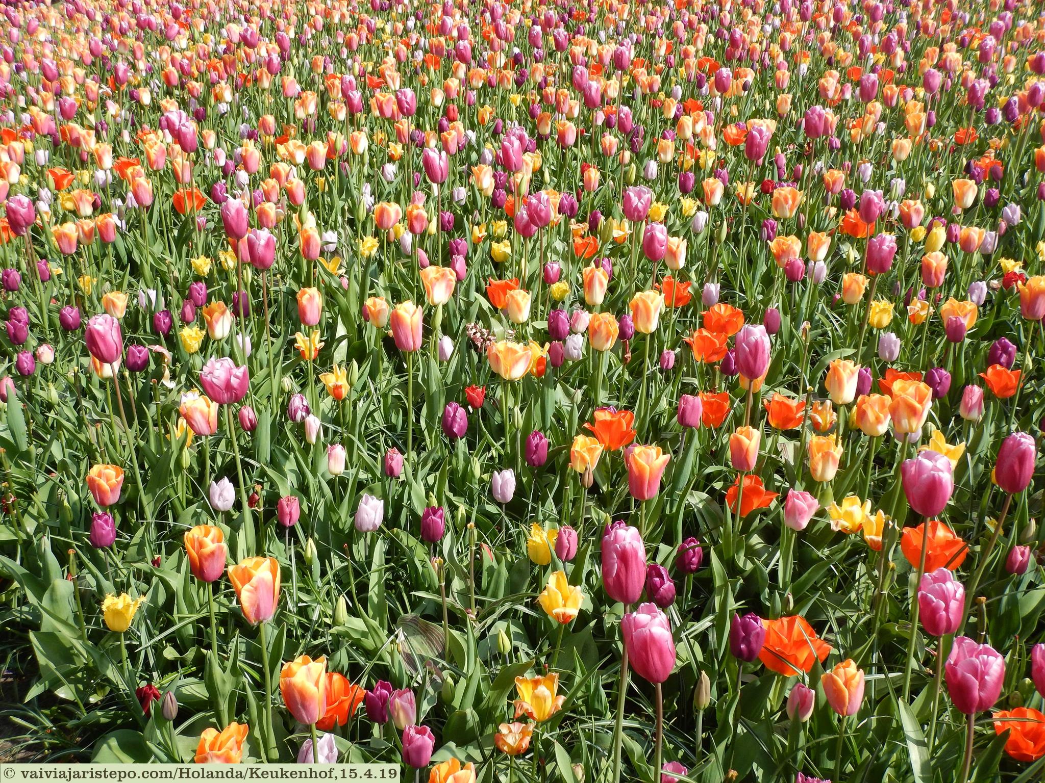 Keukenhof, Lisse, Holanda