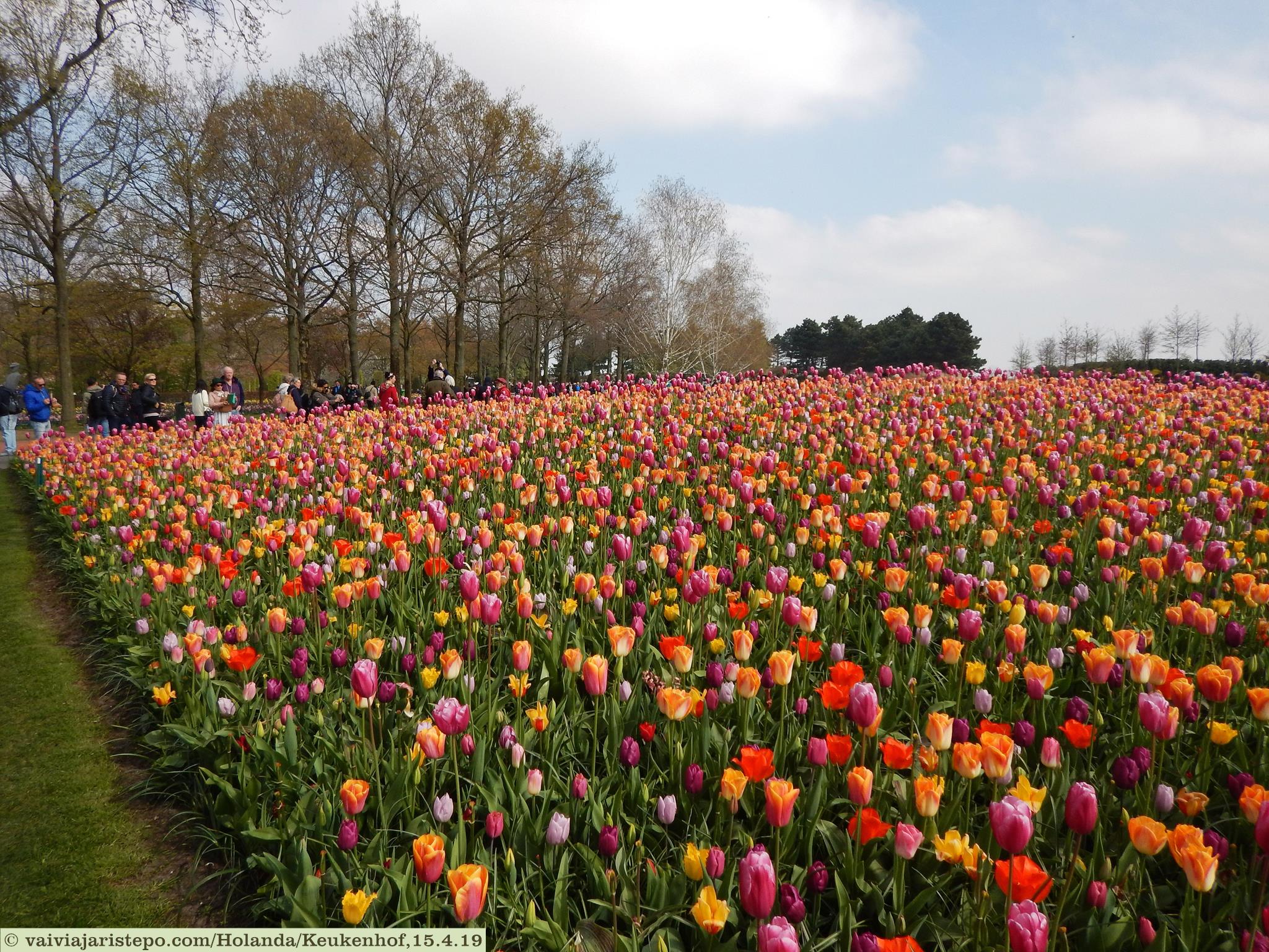 Keukenhof, Lisse, Holanda Keukenhof, Lisse, Holanda