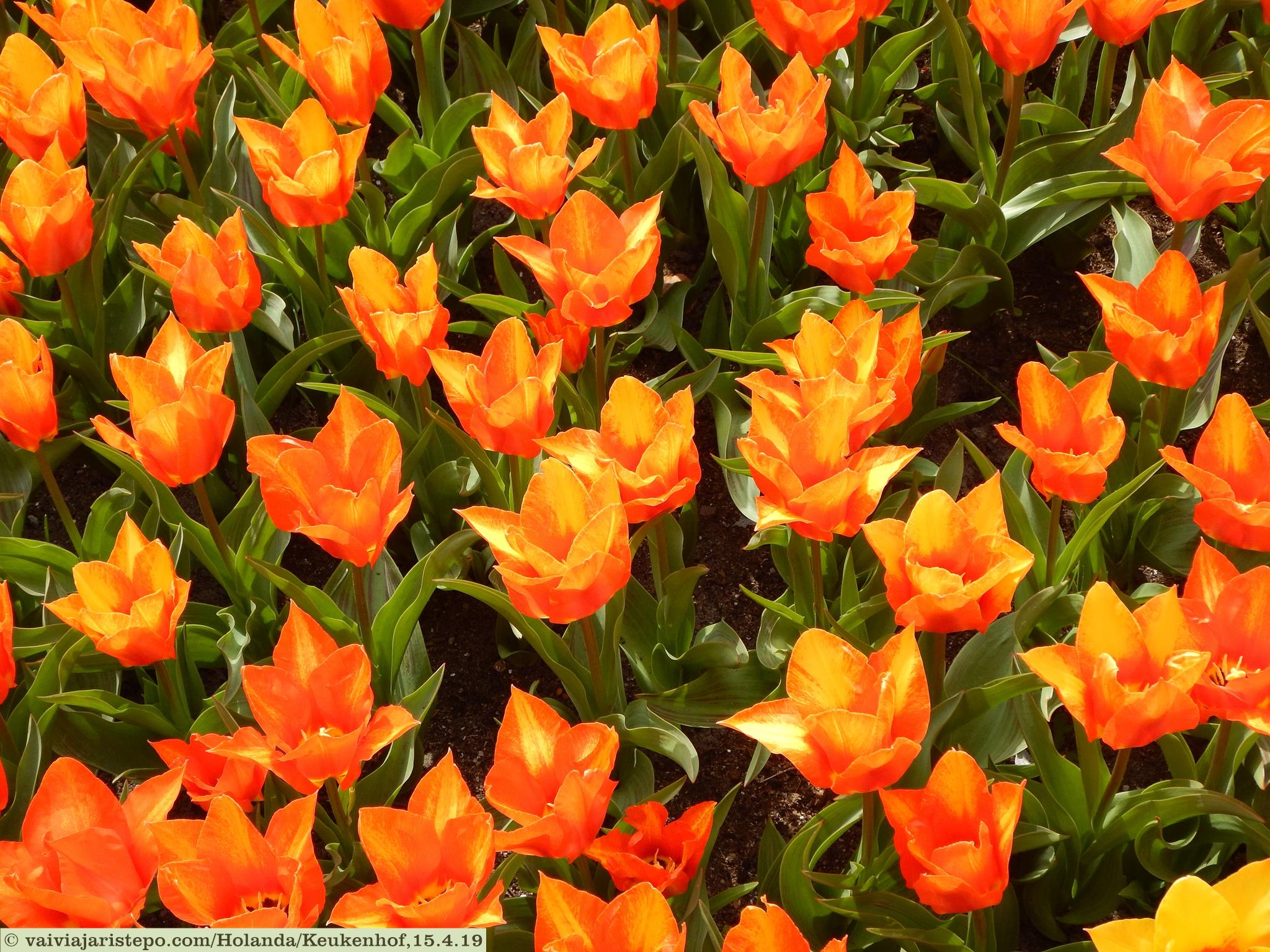 Keukenhof, Lisse, Holanda Keukenhof, Lisse, Holanda