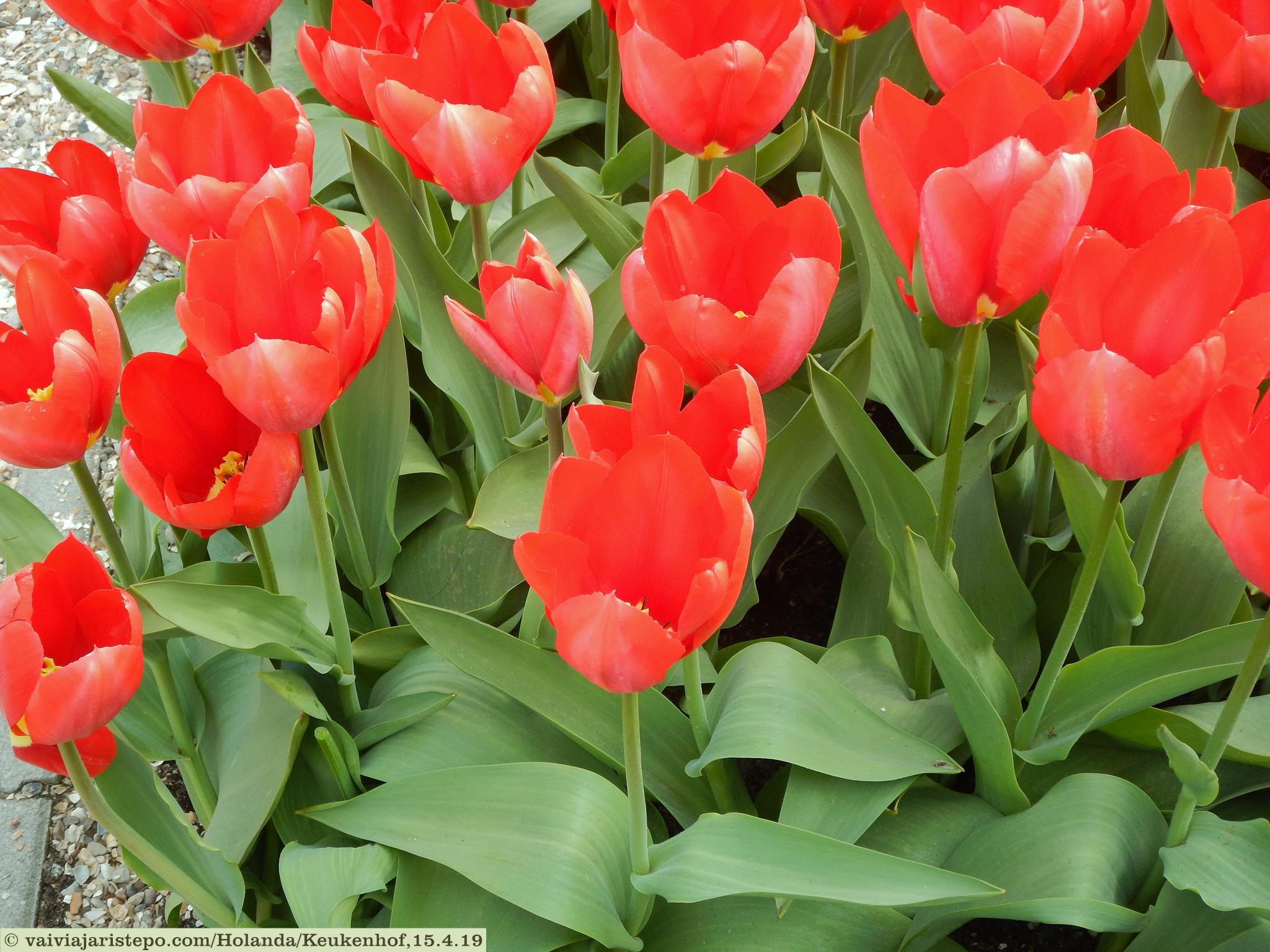 Keukenhof, Lisse, Holanda Keukenhof, Lisse, Holanda
