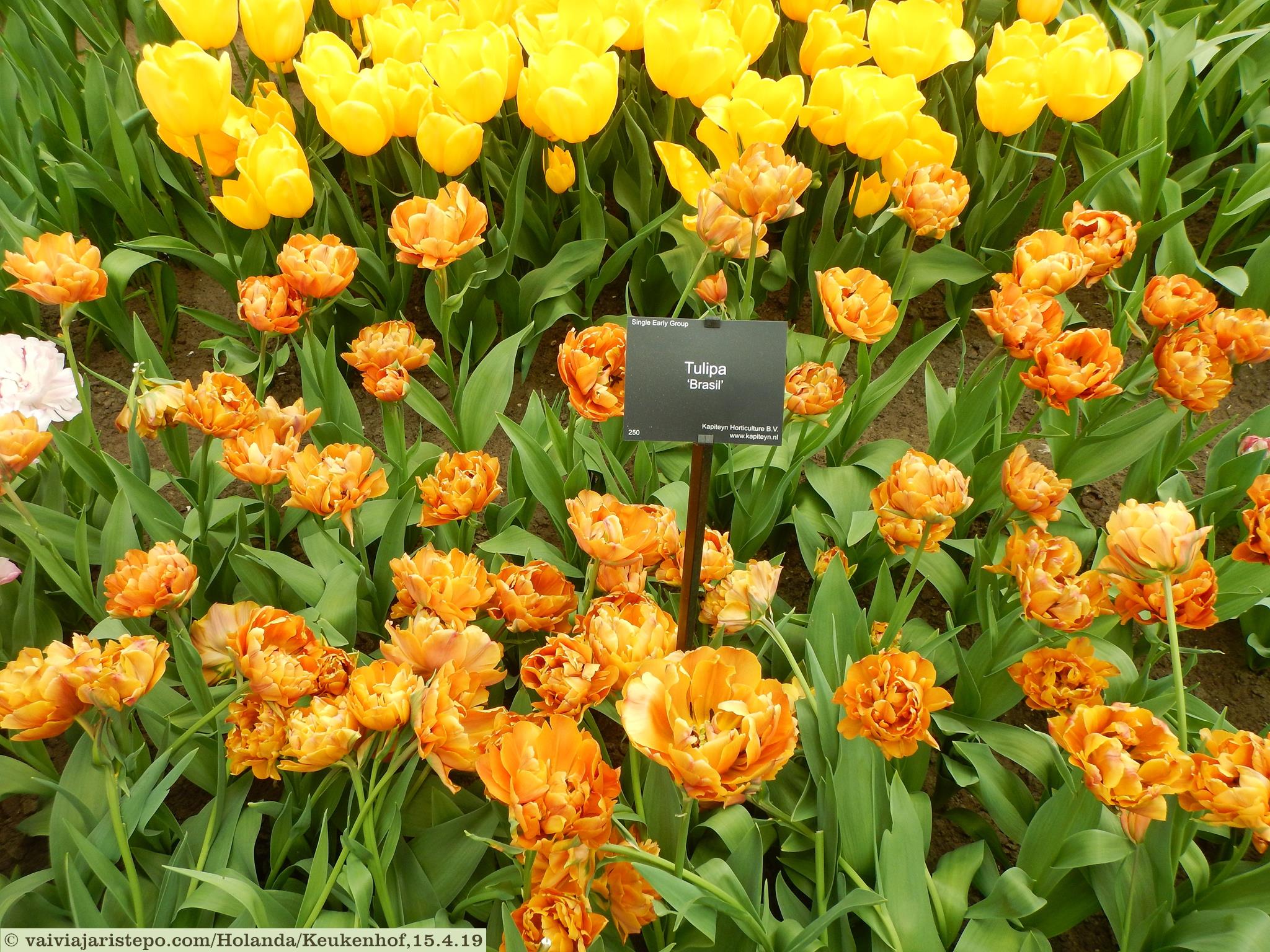 A tulipa chamada Brasil.