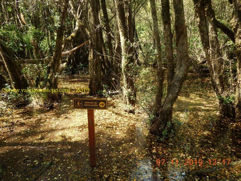 Bosque de las Sombras. Bosque de las Sombras.