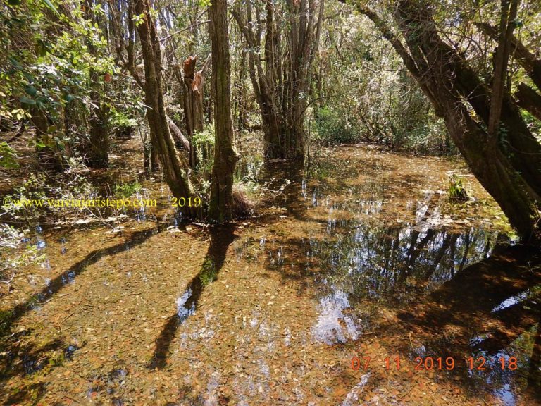 Bosque inundado. Bosque inundado.