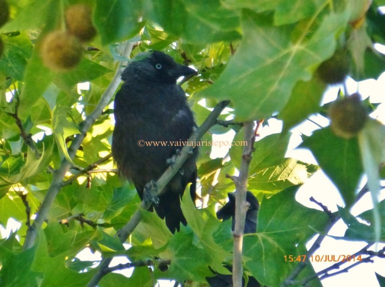 Das janelas, ouvíamos a algazarra que esses pássaros faziam ao entardecer. Eles não sabem, mas nos distraíram muito!