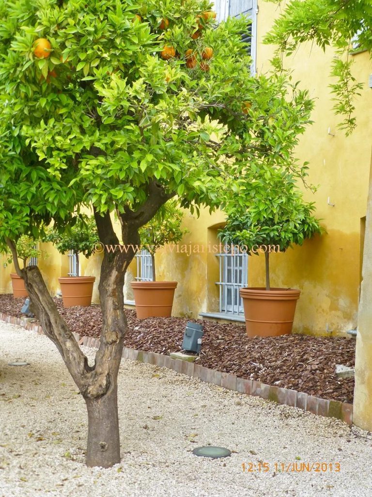 Laranjeiras plantadas no jardim do MIP. Laranjeiras do jardim do MIP.