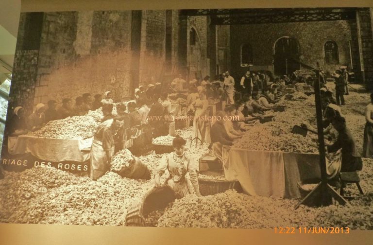 Separação de rosas para fabricação de essências. Museu Internacional do Perfume, em Grasse.