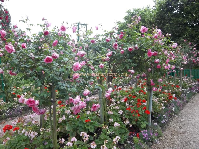 Jardins de Giverny. Fundação Claude Monet. Jardins de Giverny. Fundação Claude Monet.