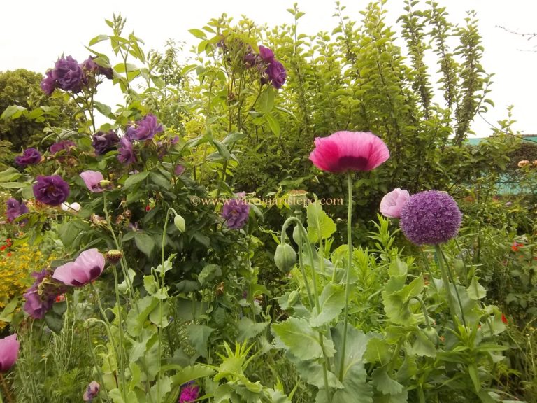 Jardins de Giverny. Fundação Claude Monet. Jardins de Giverny. Fundação Claude Monet.