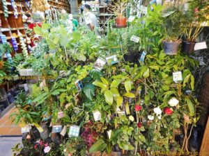 Mudas de plantas não poderiam faltar, claro, bem como as flores que tanto amamos.